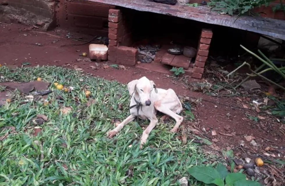 Maltrato animal en Eldorado: encontraron a un perro en estado de abandono
