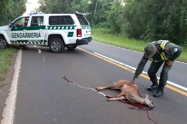 Parque Nacional Iguazú: atropellaron y mataron a un venado