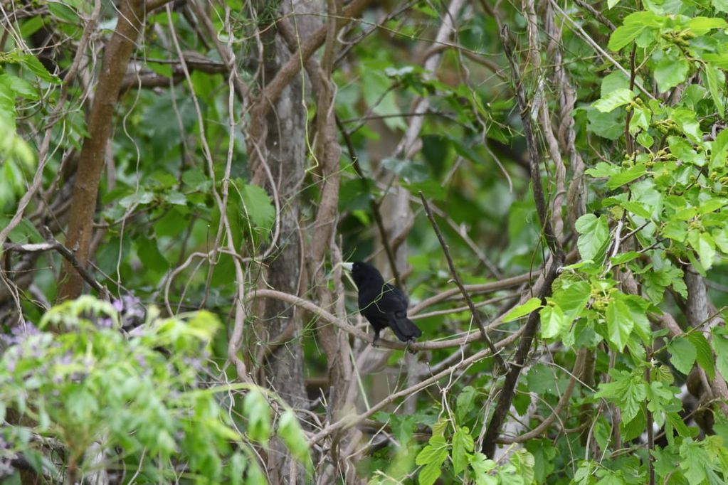 Boyero Negro (Cacicus solitarius), una de las aves que se pueden observar en Ansenuza. (Foto gentileza Yanina Druetta)