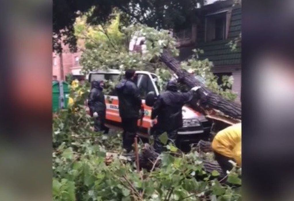 El transporte escolar quedó aplastado por el viejo árbol que se vino abajo. (Captura de TV)