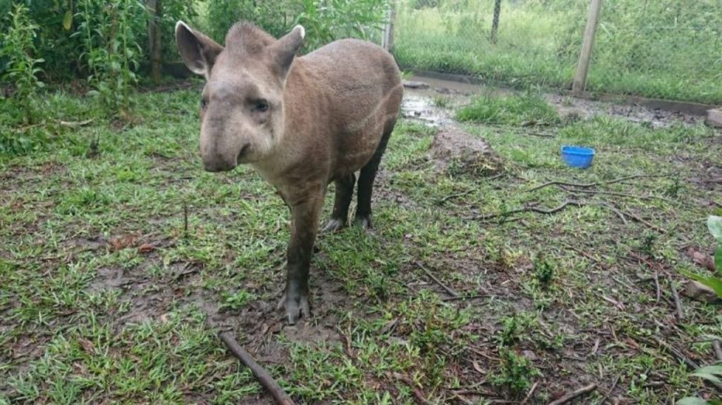 Distintas especies reciben los cuidados necesarios en el Centro de Atención de Fauna Autóctona de Jujuy, antes de ser devueltos a su hábitat natural. En la foto, una tapir que pronto volverá a los montes.