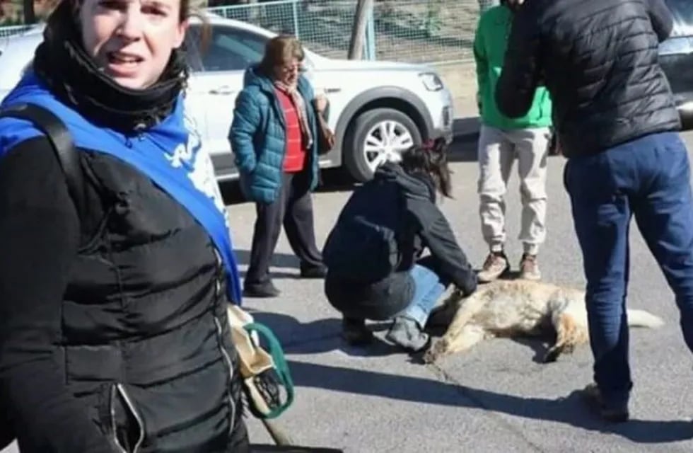Manifestantes y personas alrededor del perro herido tras la explosión del petardo.