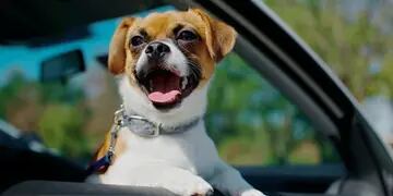 PASEO EN AUTO. Si se le enseña de cachorro y se respetan las medidas de seguridad, los viajes en auto pueden ser agradables para los perros. (Mundo Maipú)