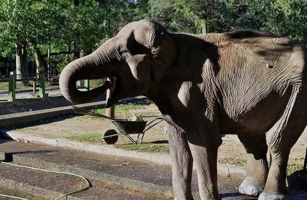 Pelusa, elefante del zoo de La Plata.