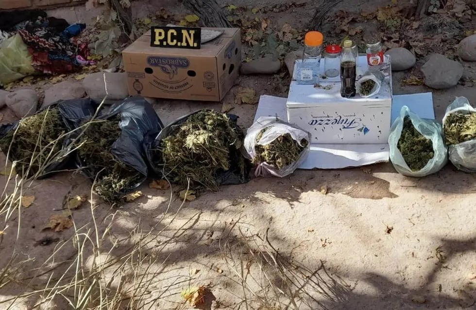 Secuestro de hojas y cogollos de marihuana en una casa en Maipú.