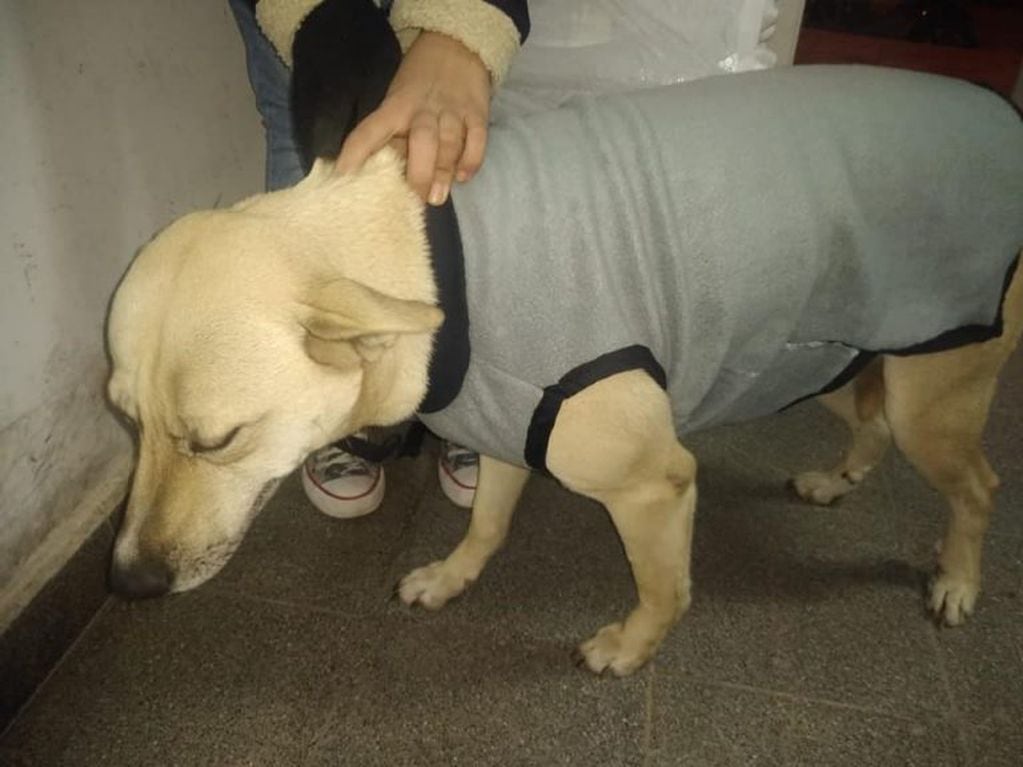 Campaña solidaria abriga a los perros callejeros de Rosario de la Frontera (Facebook Patitas Callejeras)