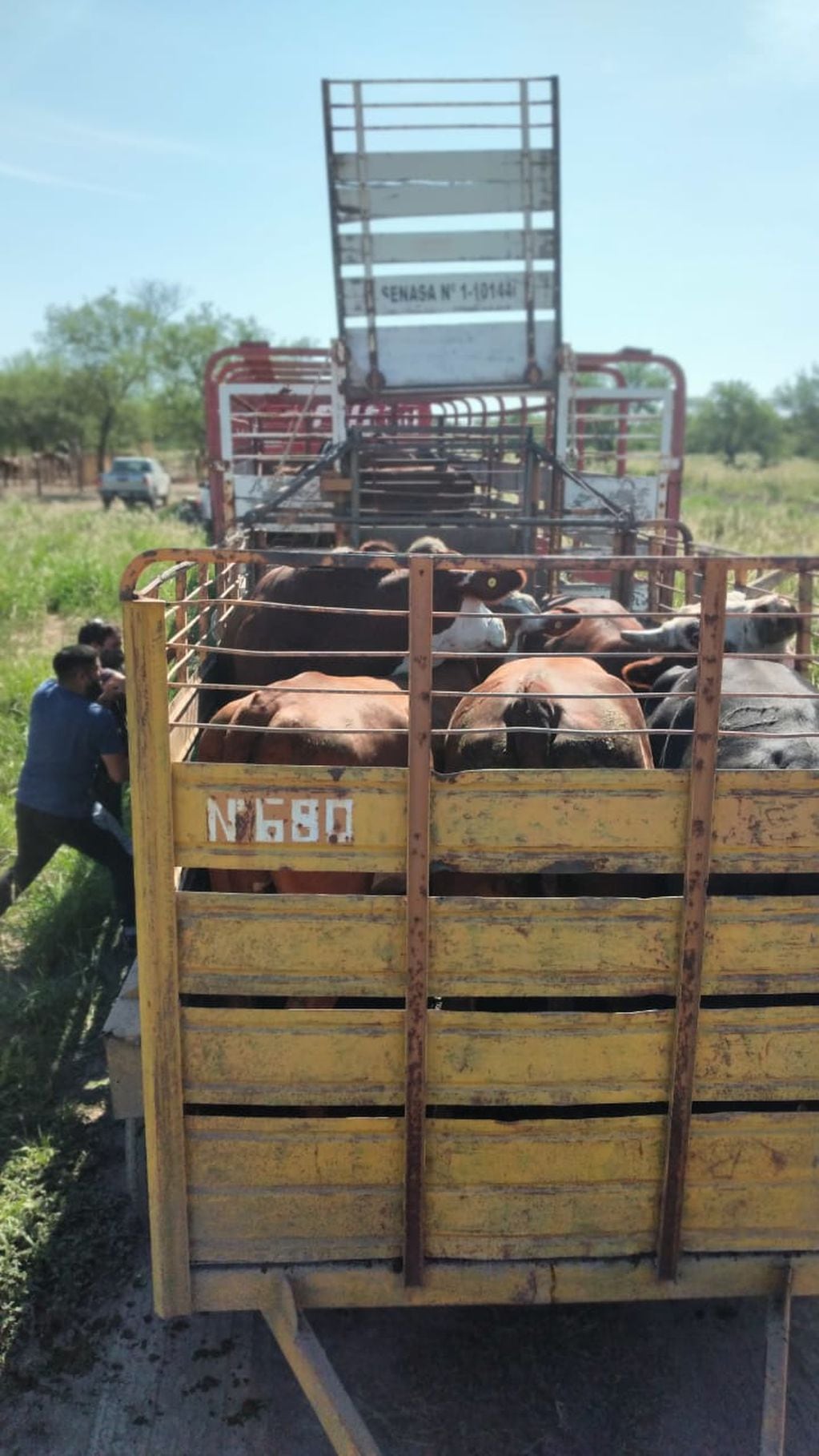 Los animales fueron hallados en campos santiagueños tras un mes y medio de investigación. (Ministerio de Seguridad de Santa Fe)