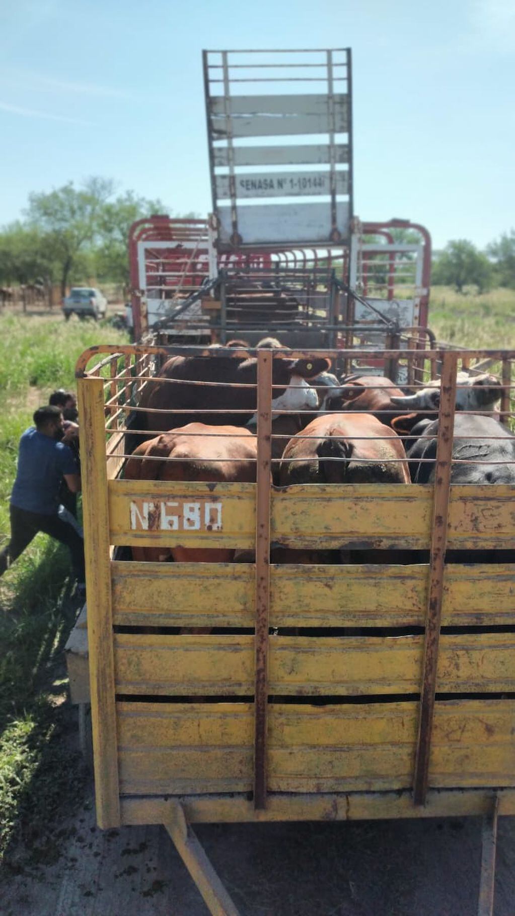 Los animales fueron hallados en campos santiagueños tras un mes y medio de investigación. (Ministerio de Seguridad de Santa Fe)