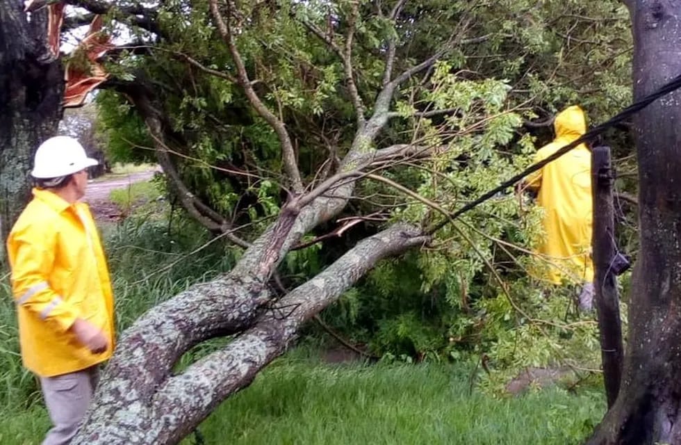 Árboles y postes de energía fueron derribados como consecuencia de los fuertes vientos. (Prensa Gobierno del Chaco)
