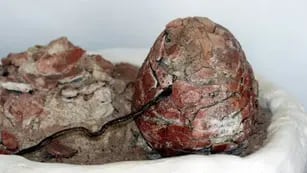 Encontraron fósiles de dinosaurios de más de 70 millones de años de antigüedad en La Rioja