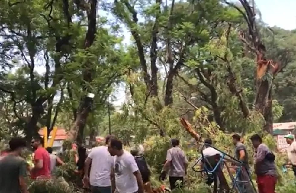 Tucumán. Se cayó un árbol sobre la zona de juegos infantiles en Parque Avellaneda. (Foto / La Gaceta)