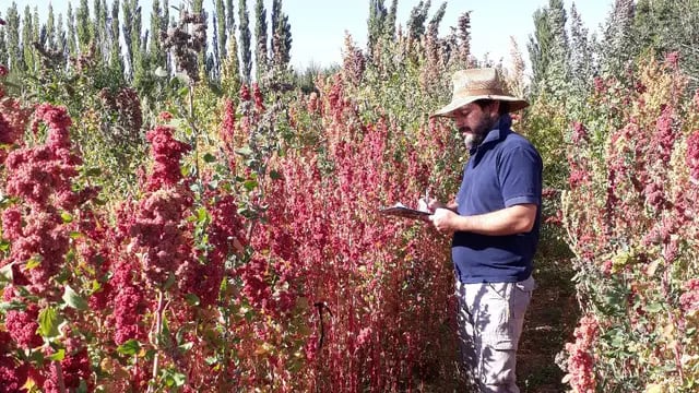 Quieren fomentar el cultivo de quinoa en San Juan