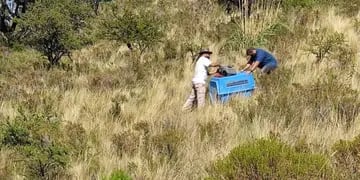 Liberan animales recuperados en la reserva Mogote Bayo