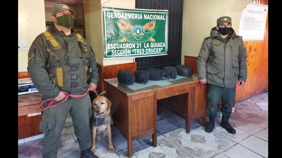 El perro antinarcóticos "Gary" de la Gendarmería Nacional permitió desbaratar un nuevo intento de narcotráfico en Jujuy.