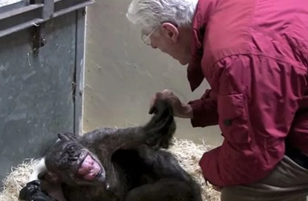 El tierno abrazo de un chimpancé moribundo y su dueño