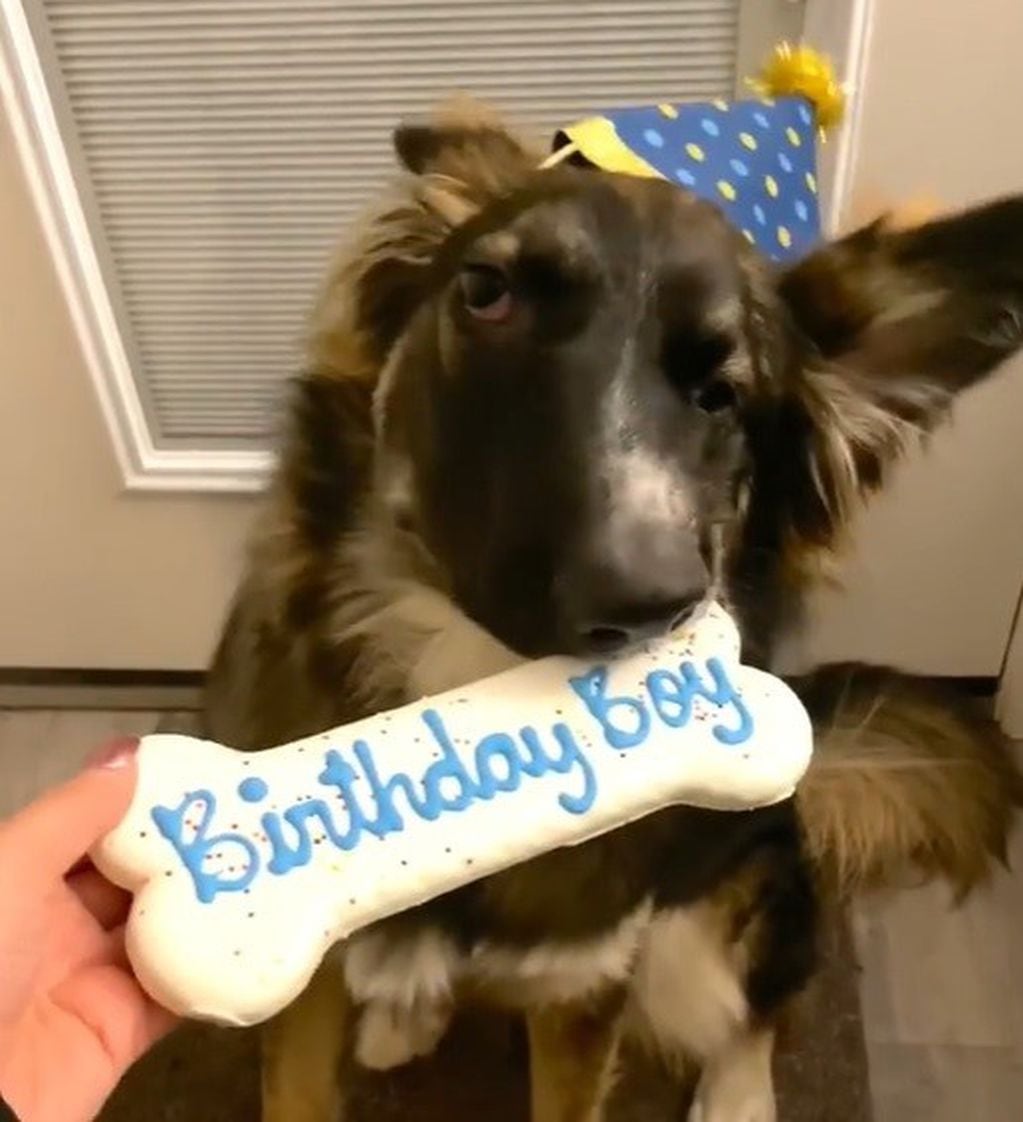 El primer cumpleaños del cachorro Brodie. (Instagram)