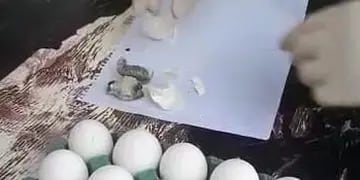 Intentaron ingresar droga escondida dentro de un maple de huevos para un interno de la Unidad Penal II