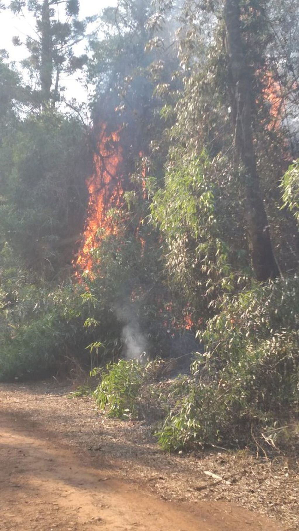 Un nuevo foco de incendio afectó parte del Parque Provincial de la Araucaria.