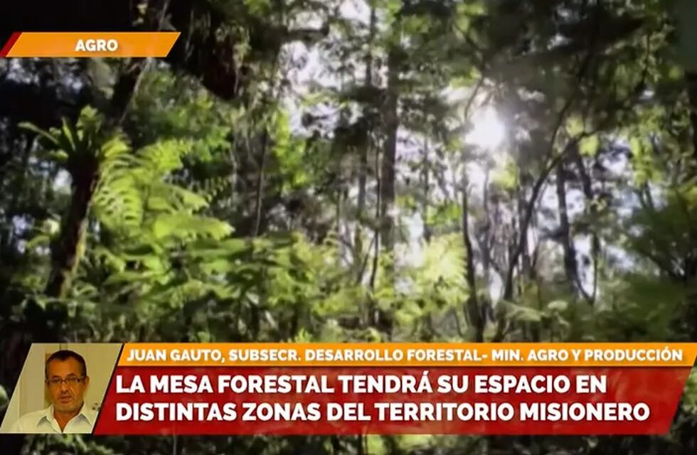 Misiones: la Mesa Forestal recorrerá la provincia promoviendo el cuidado del medio ambiente.