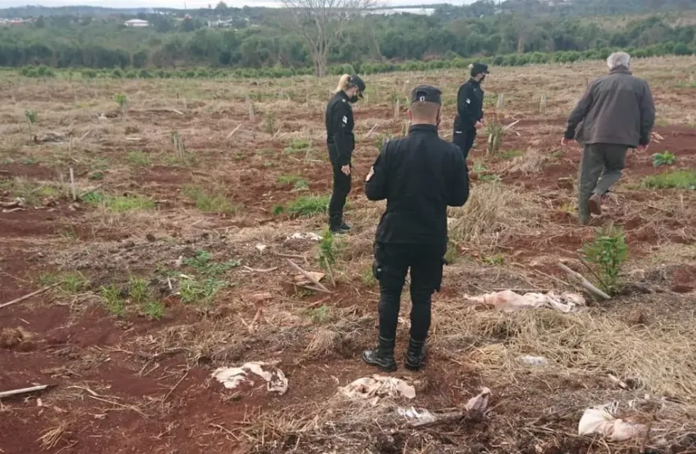 Sustrajeron plantines de yerba de una chacra en Santo Pipó. Policía de Misiones