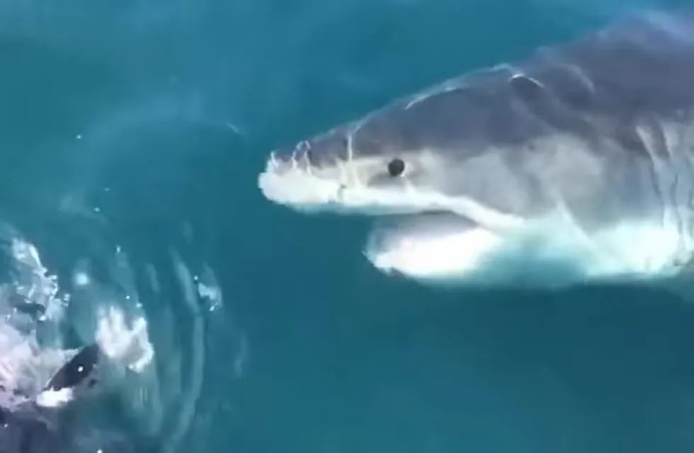 Un tiburón blanco gigante sorprendió a un barco de pescadores (Foto: captura video)