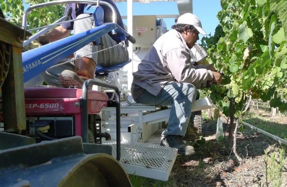 La máquina que transporta cuatro obreros sentados, dos para cada lado de la hilera, cuenta con bandejas donde queda depositada la uva cortada.