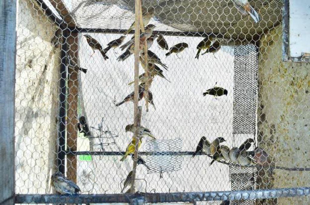 Liberación de aves en Río Cuarto.