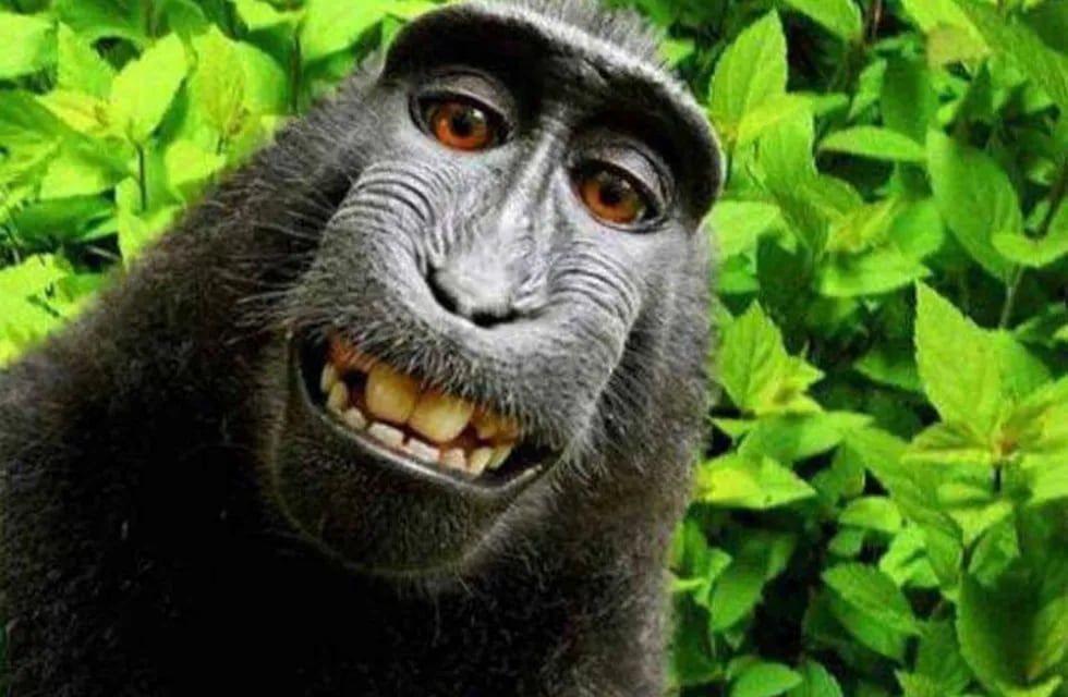 La selfie del mono que generó un conflicto judicial