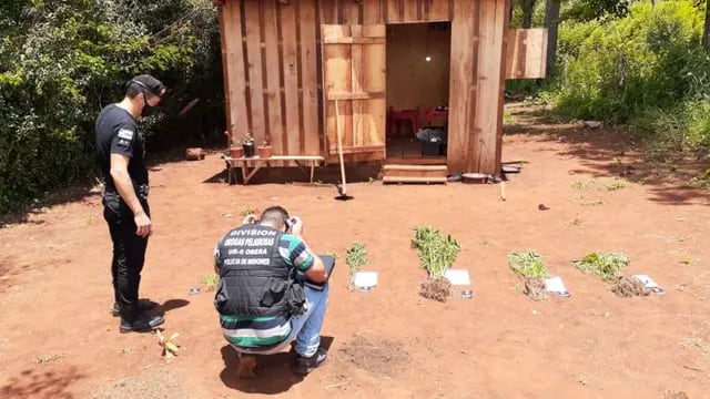 Hallaron una plantación de marihuana en Campo Ramón