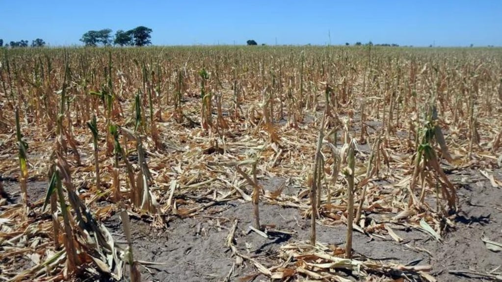El campo sigue pidiendo por medidas que le ayuden a superar la crisis de la sequía.