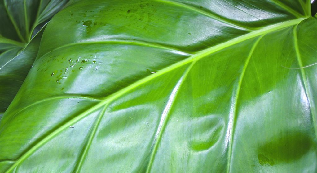 La Alocasia u "oreja de elefante" es una llamativa planta tropical. Limpiemos sus hojas con un trapito húmedo para que no se obstruyan sus poros.
