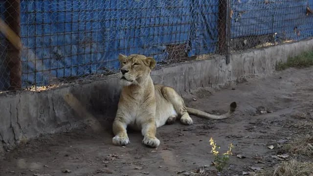Rescataron una leona cautiva en un campo de Maggiolo