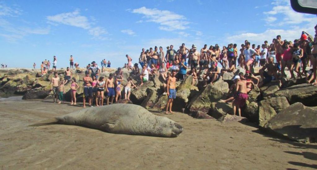 Elefante Marino en Mar del Plata