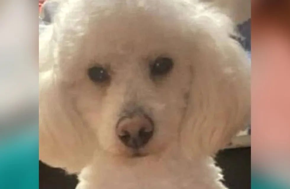 Un perrito que se había perdido en La Plata fue recuperado y devuelto a su familia.
