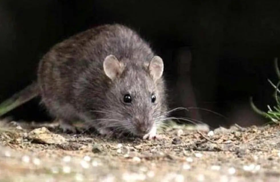 Hantavirus: las medidas de prevención tras la aparición de ratas en la Patagonia Argentina