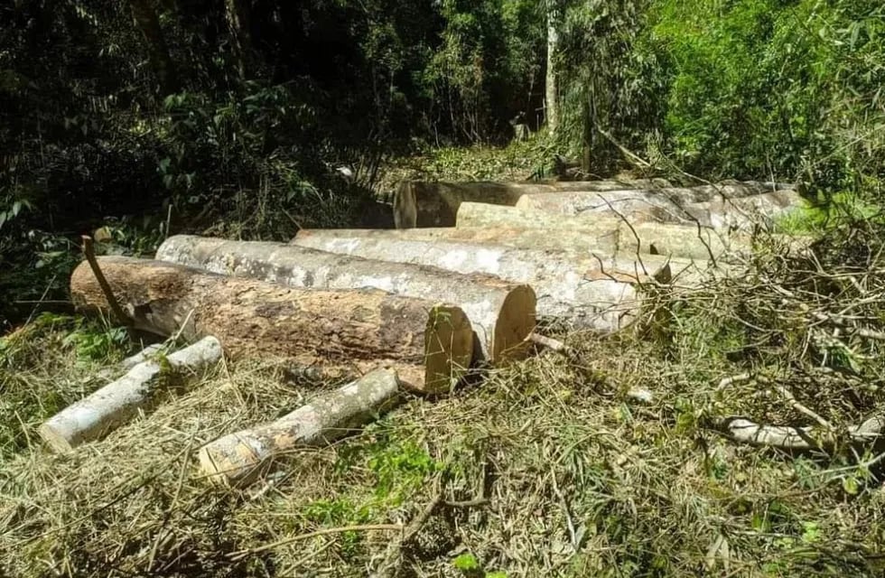 Dos personas fueron sorprendidas talando árboles nativos en Puerto Esperanza.