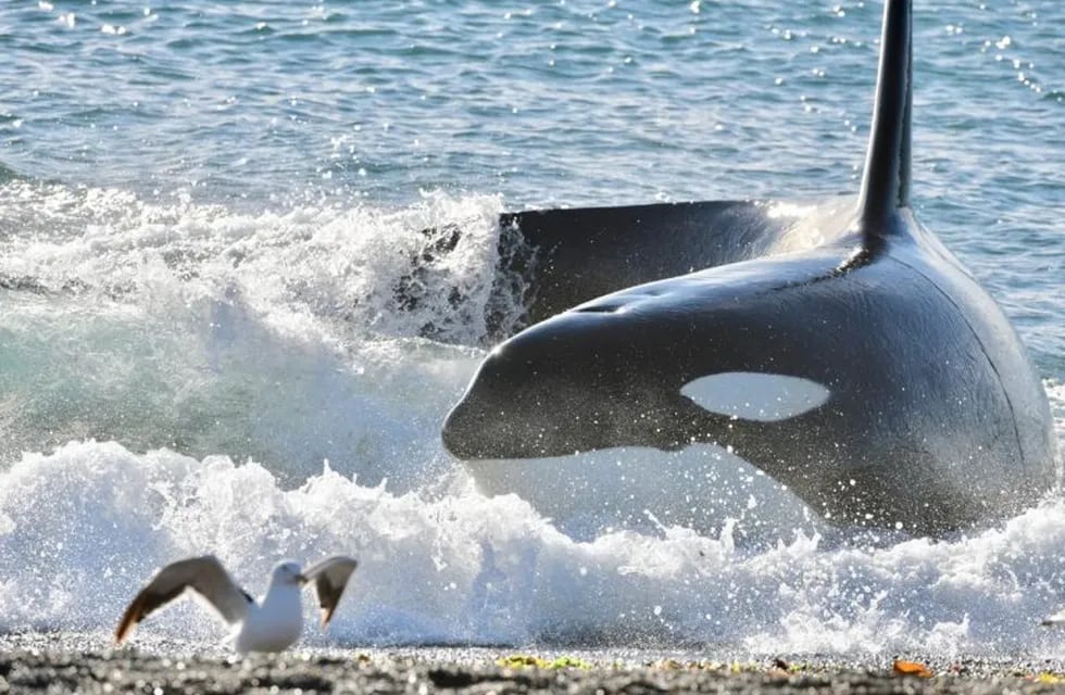 Las orcas ofrecen un espectáculo único.