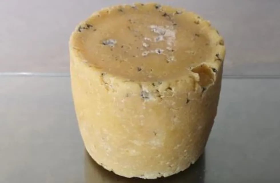 Fabrican quesos con bacterias de famosos y los exhiben en un museo (Foto: web)