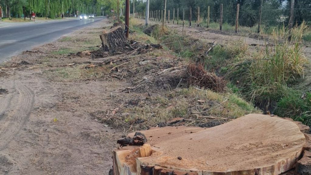 Masacre de árboles en Luján