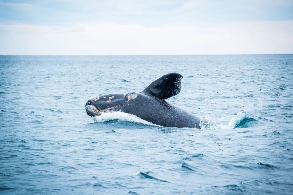 Avistaje de ballenas en invierno en Puerto Pirámides