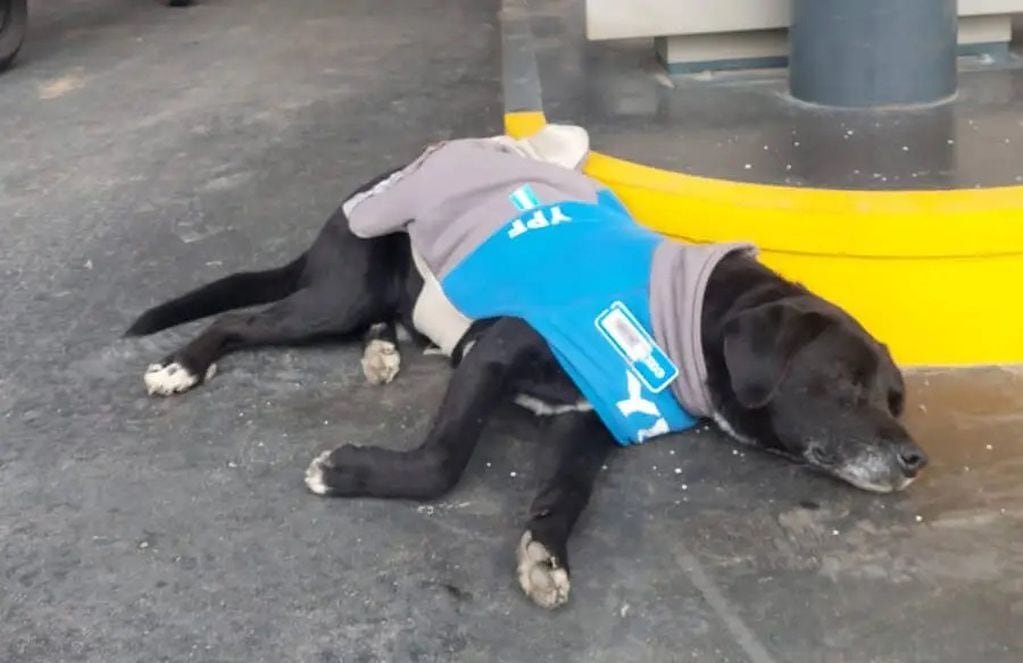 El perrito callejero fue adoptado por los trabajadores y le confeccionaron su propio uniforme.