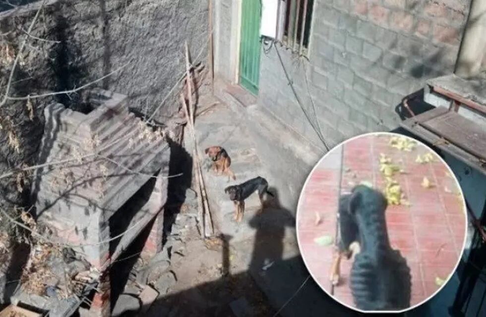 Rescataron dos perras abandonadas en una casa de Ciudad.