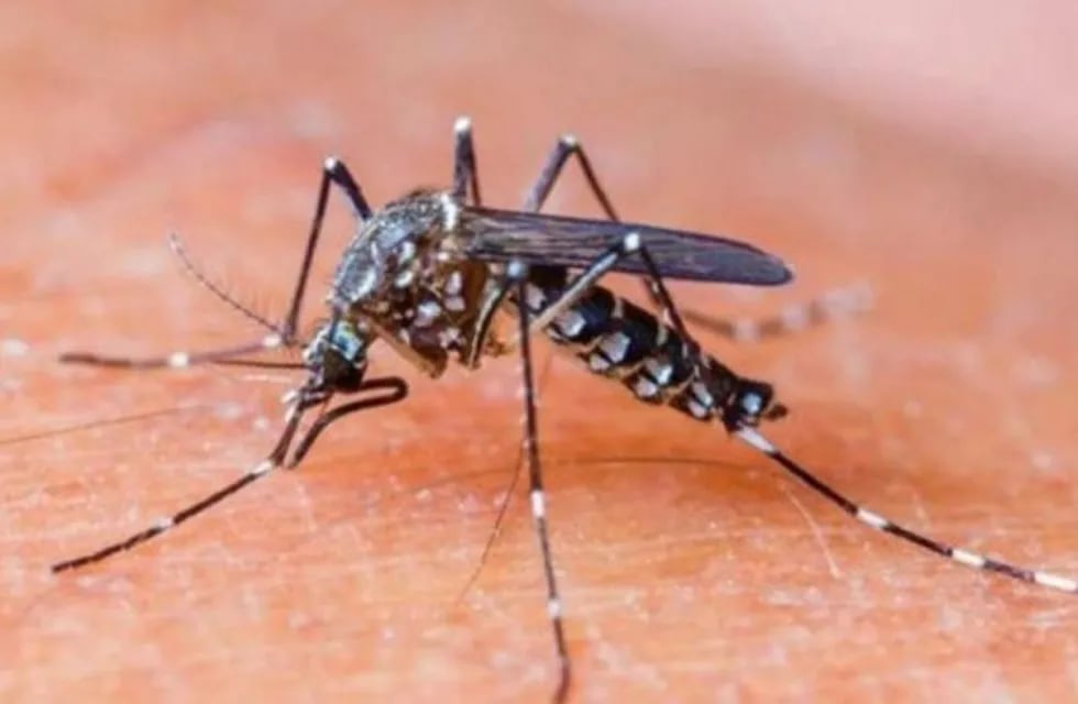 Se confirmó un caso de dengue en Sáenz Peña. (Web).