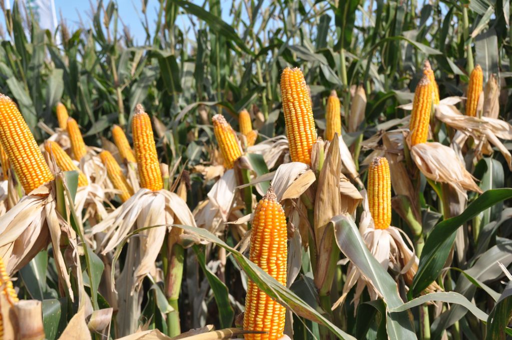 Nueva cotización agro: incluye a maíz, sorgo, girasol y cebada. 