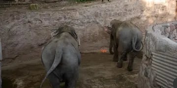 Gracias a la apertura del puente Tancredo Neves dos elefantas cruzarán para ir a un Santuario en Brasil