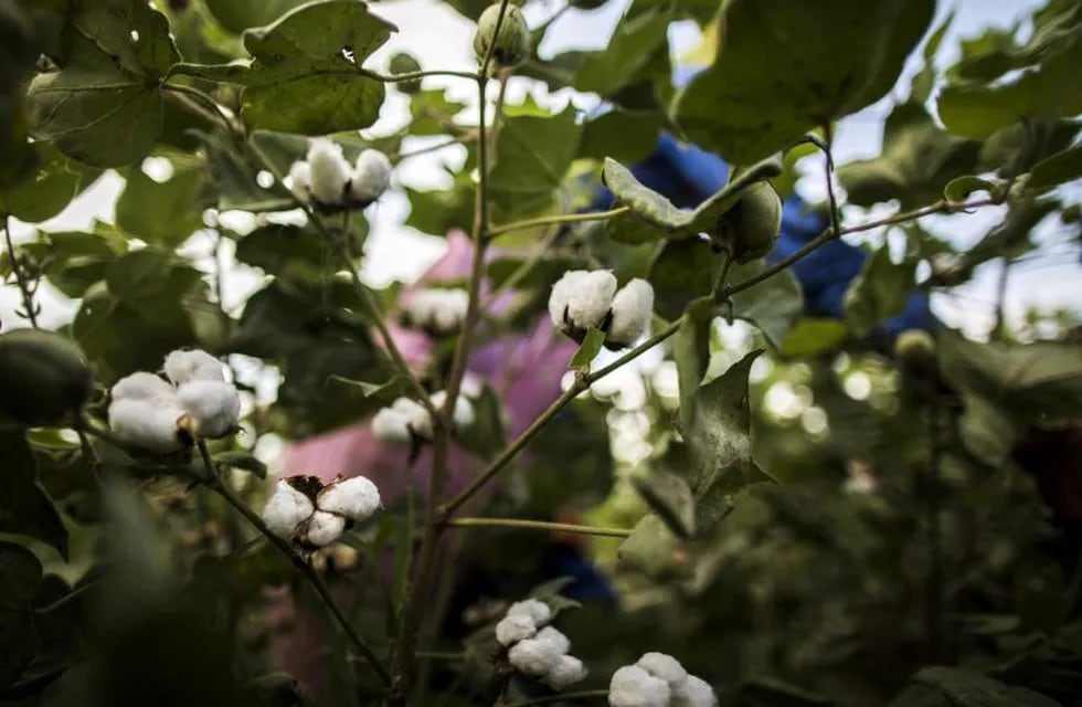 Cotton bolls grow on a plant in a field in Sirsa, Haryana, India, on Monday, Sept. 10, 2018. Cotton output in India, the world's top grower, may drop from a three-year high as dry weather in its main growing areas hurt yields and as pests prompt some farmers to switch to other crops. Photographer: Prashanth Vishwanathan/Bloomberg India  India cosecha plantacion de algodon
