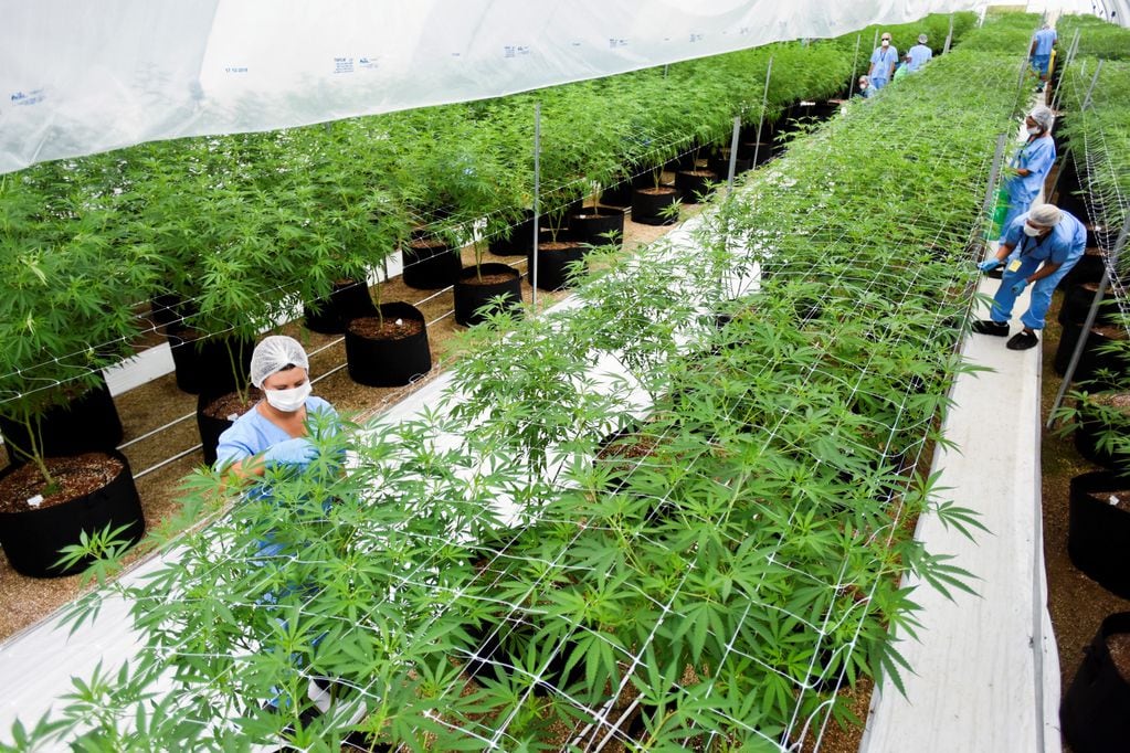 Producción estatal de cannabis medicinal en Uruguay