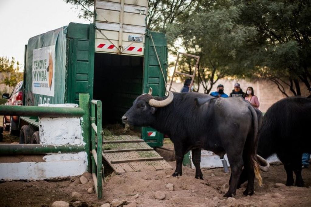 El Municipio Riojano hizo efectivo el traslado de los búfalos y el yacaré