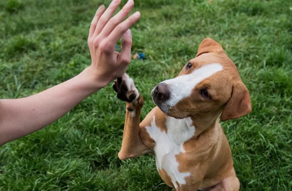 Taller de Educación Canina se dictará en El Trapiche, San Luis.