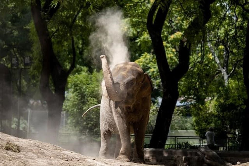 Traviesa, la elefanta Mara en su anterior residencia en el Ecoparque de Palermo, el exzoológico porteño. (Imagen de Facebook)